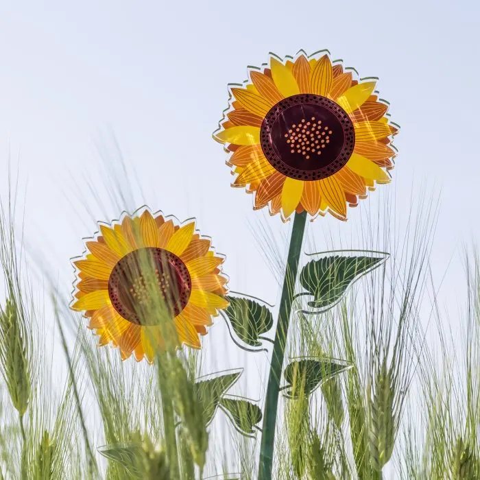 Funny Flower Girasole in plexiglas
