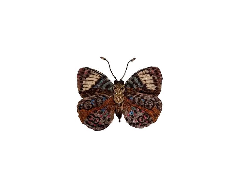 Spilla TROVELORE - Glorious purplewing butterfly