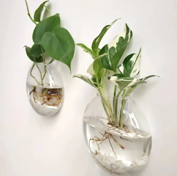 Wall Vase For Plants